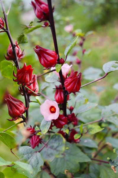 Trao Group và tầm nhìn đưa "Hồng hoa Hibiscus trở thành biểu tượng cho nông nghiệp Việt Nam" 1