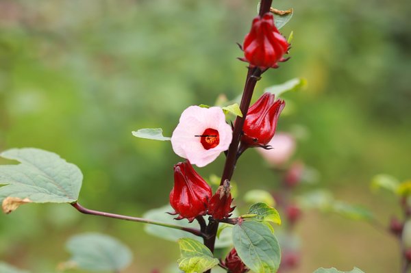 Hồng hoa Hibiscus - Tên gọi thân thương nhất 1