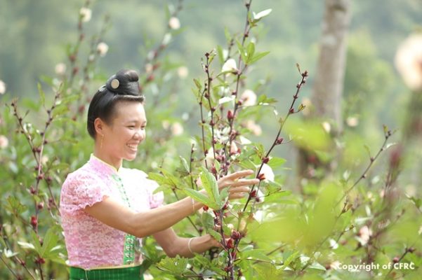 Hồng hoa và sự vươn lên của một số phận 4 Hồng hoa và sự vươn lên của một số phận 4