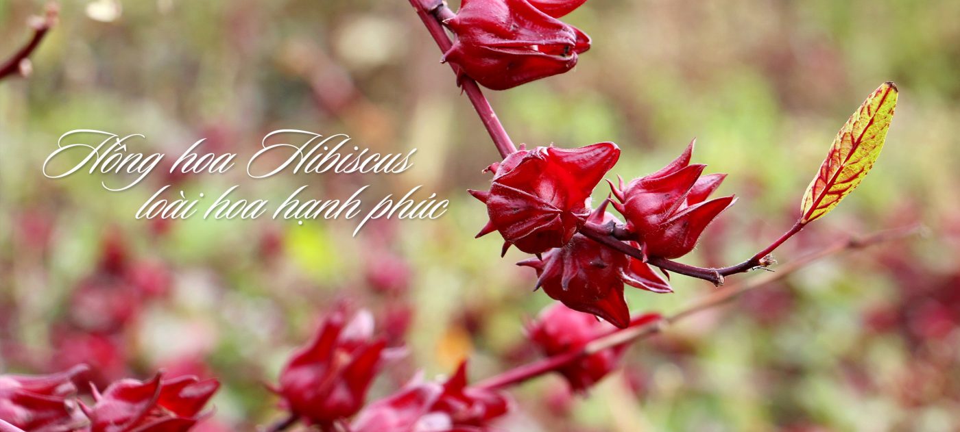 Các tên gọi của Hồng hoa Hibiscus