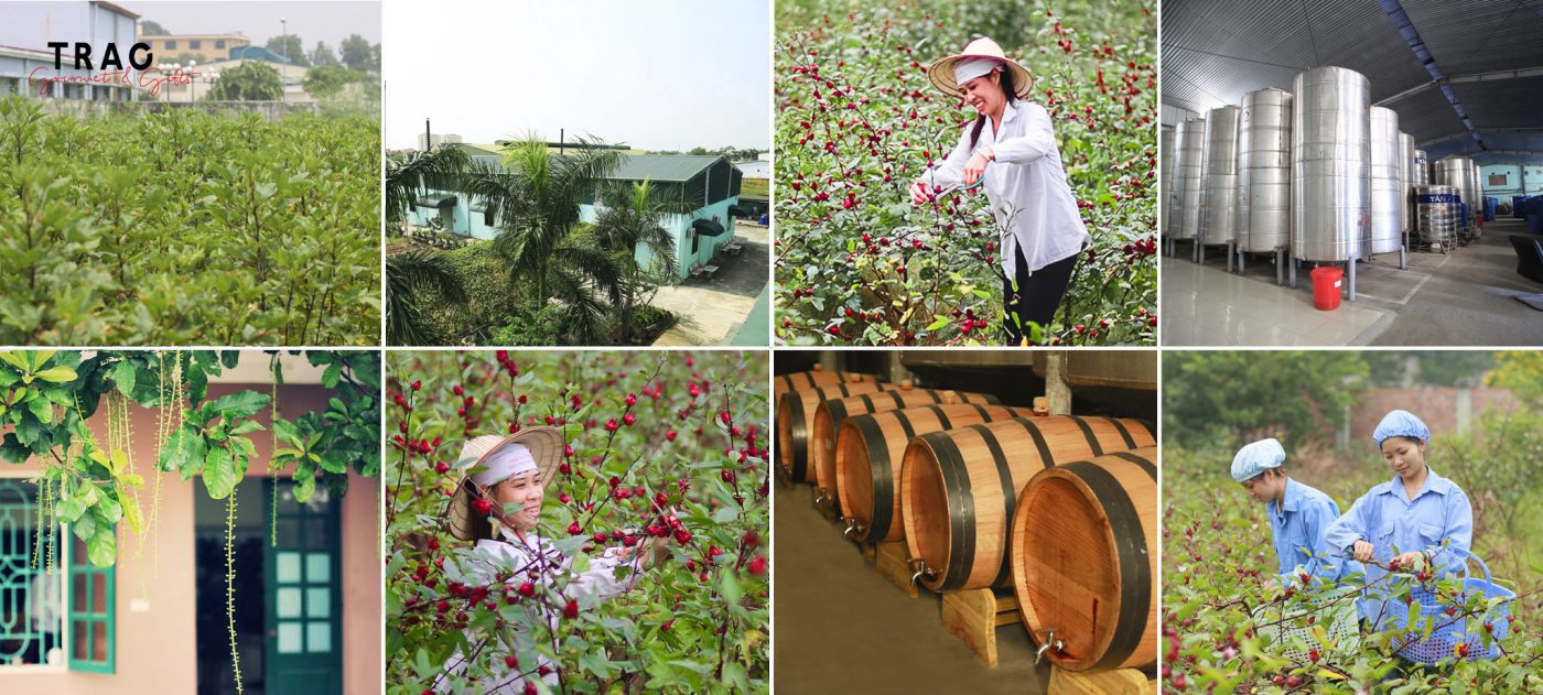 Khám phá vùng nguyên liệu và nhà máy của Trao 2