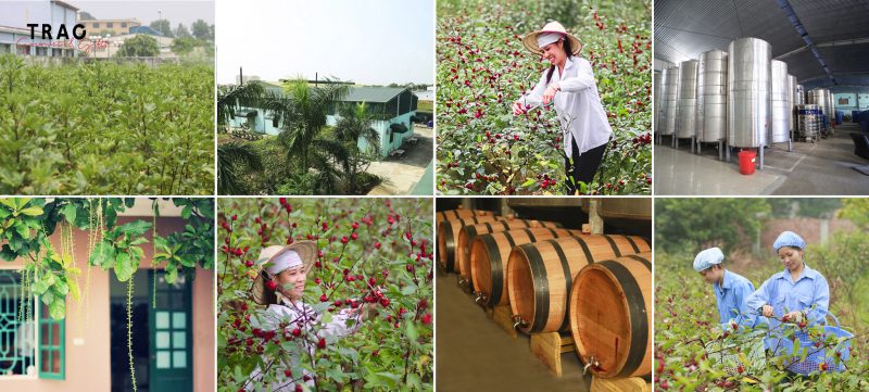 Khám phá vùng nguyên liệu và nhà máy của Trao 2