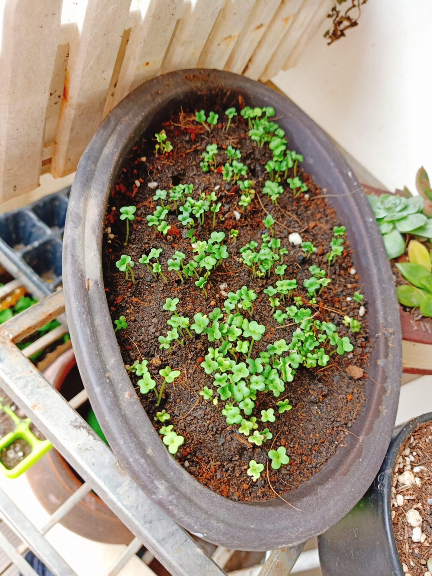 Khai giảng xanh 2020: Vinschool the Harmony tặng hạt giống cho tất cả học sinh (Video) 5 Khai giảng xanh 2020: Vinschool the Harmony tặng hạt giống cho tất cả học sinh (Video) 5