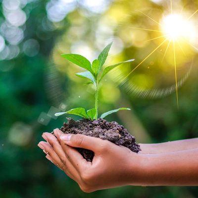 Tại sao chúng ta phải trồng nhiều cây xanh? 9 Tại sao chúng ta phải trồng nhiều cây xanh? 8