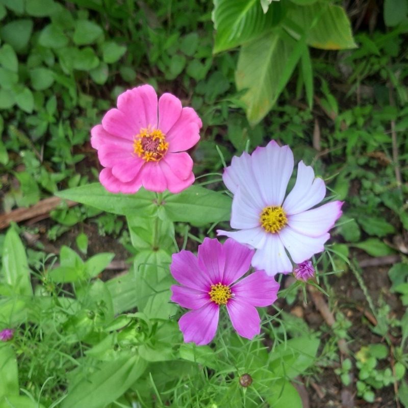 Lì xì Hạt giống 39