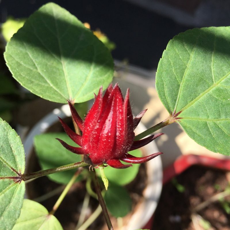 Lì xì Hạt giống 28