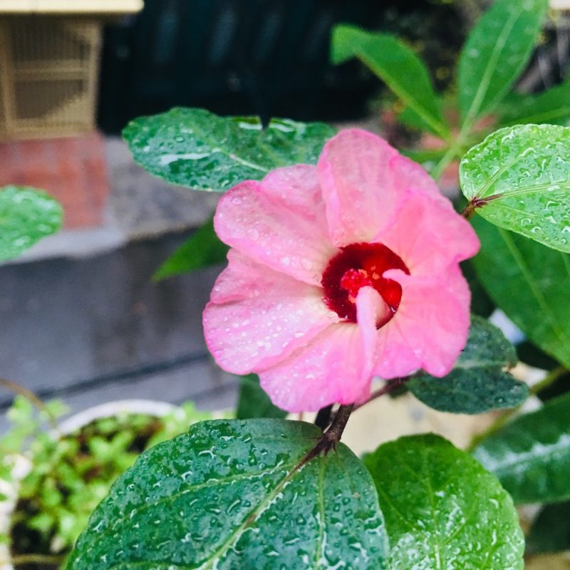 Lì xì Hạt giống 27