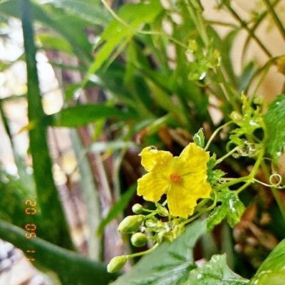 Quà tặng Hạt giống - Cá nhân hóa theo yêu cầu và ngân sách - chỉ từ 15,000 VNĐ 18 Quà tặng Hạt giống - Cá nhân hóa theo yêu cầu và ngân sách - chỉ từ 15,000 VNĐ 17