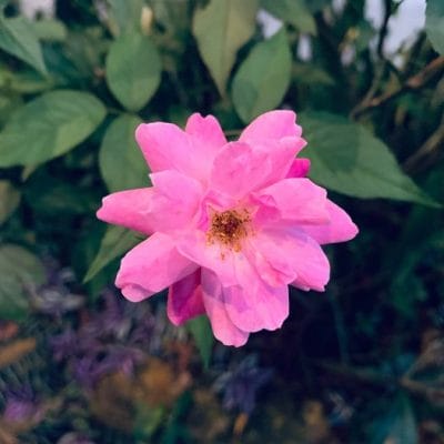 "Nghĩa vụ" hạnh phúc 8 "Nghĩa vụ" hạnh phúc 8