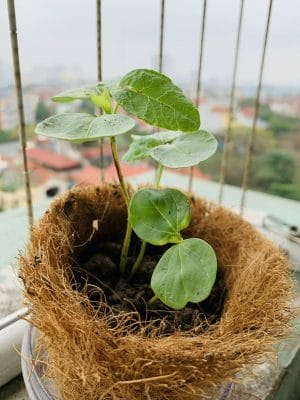 Quà tặng Hạt giống - Cá nhân hóa theo yêu cầu và ngân sách - chỉ từ 15,000 VNĐ 9 Quà tặng Hạt giống - Cá nhân hóa theo yêu cầu và ngân sách - chỉ từ 15,000 VNĐ 8