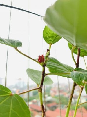 Quà tặng Hạt giống - Cá nhân hóa theo yêu cầu và ngân sách - chỉ từ 15,000 VNĐ 11 Quà tặng Hạt giống - Cá nhân hóa theo yêu cầu và ngân sách - chỉ từ 15,000 VNĐ 10