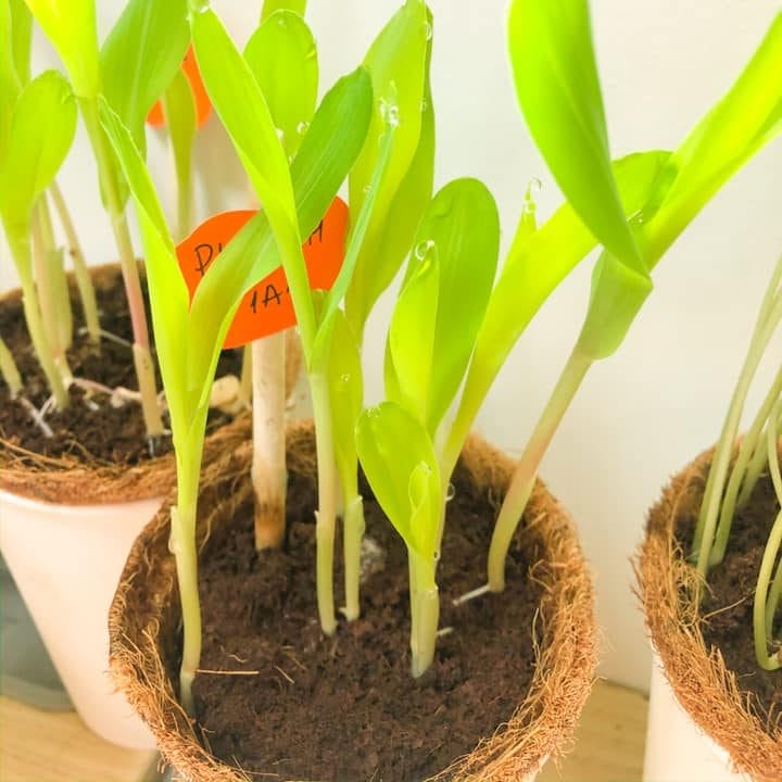 Phong bao gieo hạt - Gieo hồn nhiên - Hạt ngô 4 Phong bao gieo hạt - Gieo hồn nhiên - Hạt ngô 3