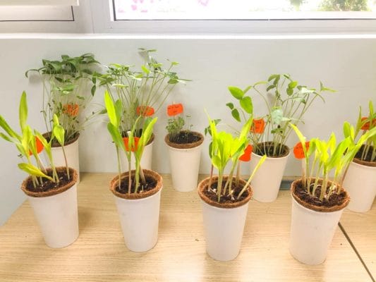 Thành quả gieo hạt của các em học sinh Trường Tiểu học FPT Đà Nẵng 2 Thành quả gieo hạt của các em học sinh Trường Tiểu học FPT Đà Nẵng 2