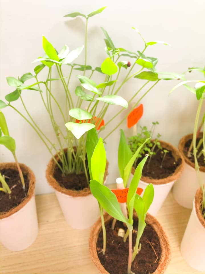 Khai giảng xanh: Trường Tiểu học FPT Đà Nẵng tặng Lì xì Hạt giống cho học sinh dịp đầu năm 14