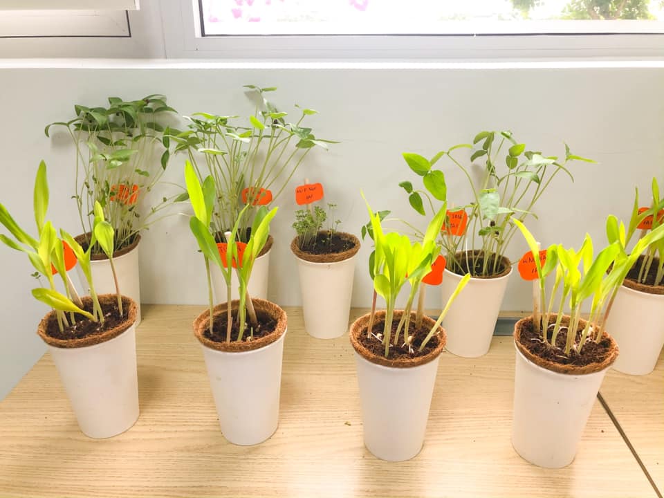 Khai giảng xanh: Trường Tiểu học FPT Đà Nẵng tặng Lì xì Hạt giống cho học sinh dịp đầu năm 15