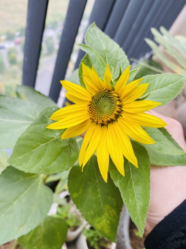 Lì xì Hạt giống 36