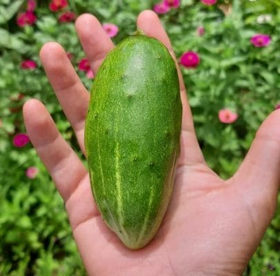 Quà tặng Hạt giống - Cá nhân hóa theo yêu cầu và ngân sách - chỉ từ 15,000 VNĐ 23 Quà tặng Hạt giống - Cá nhân hóa theo yêu cầu và ngân sách - chỉ từ 15,000 VNĐ 22