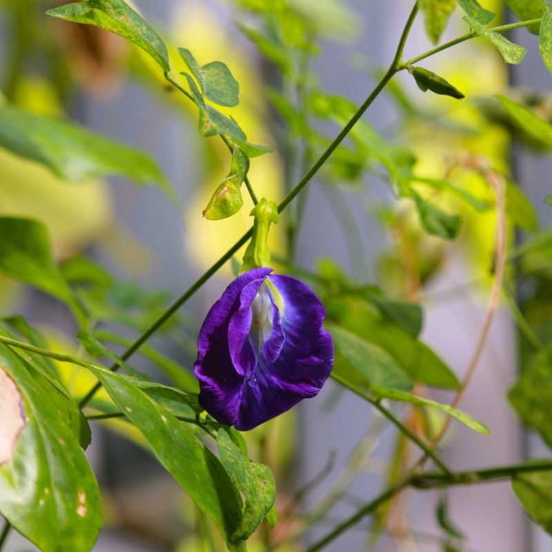 Lì xì Hạt giống 24