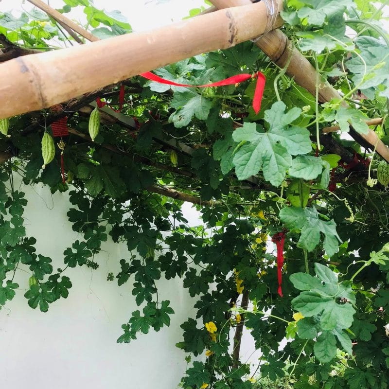 Lì xì Hạt giống 25