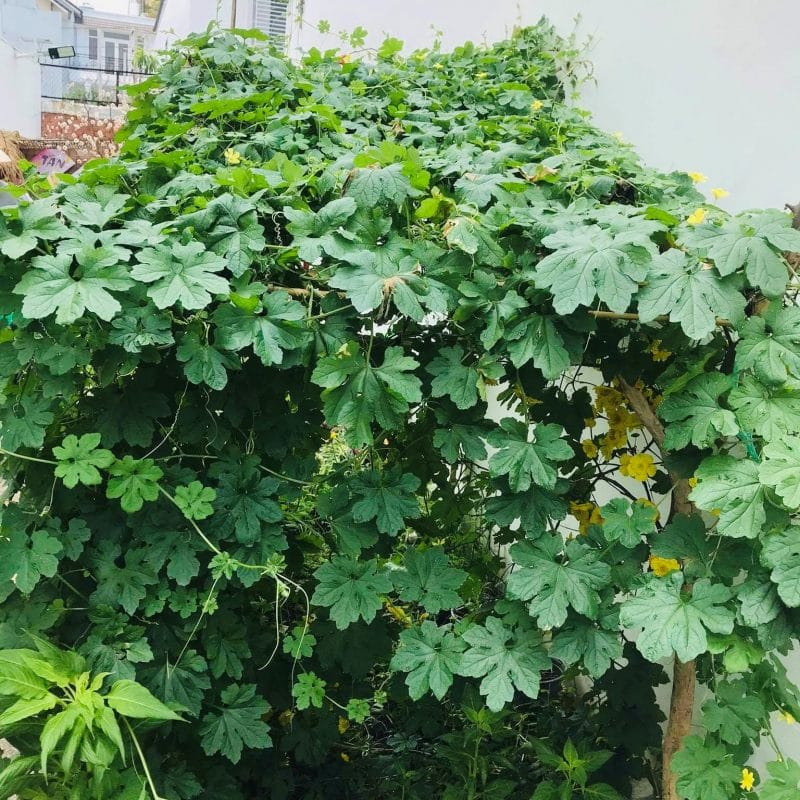 Lì xì Hạt giống 26