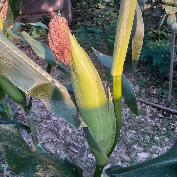 Phong bao gieo hạt - Gieo hồn nhiên - Hạt ngô 6 Phong bao gieo hạt - Gieo hồn nhiên - Hạt ngô - Hình ảnh 4