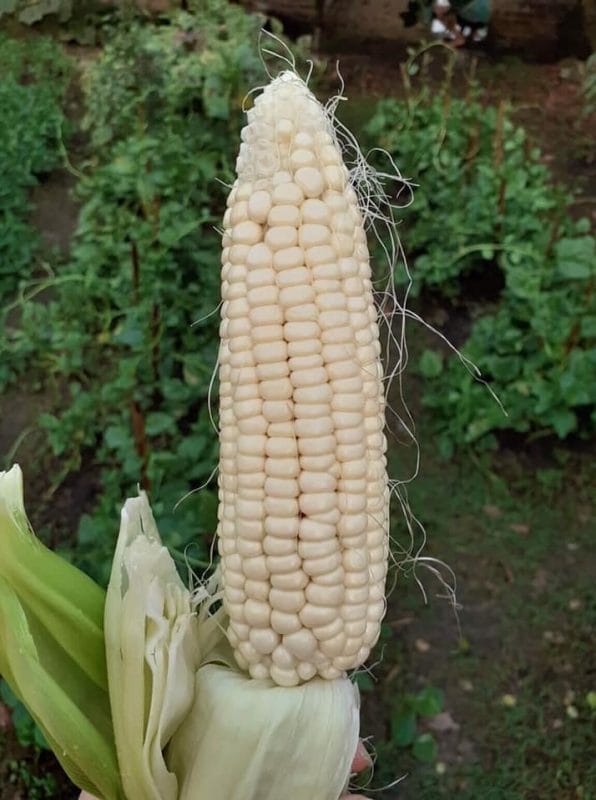 Lì xì Hạt giống 38