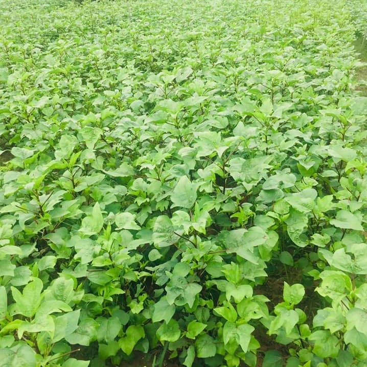 Lì xì Hạt giống 29