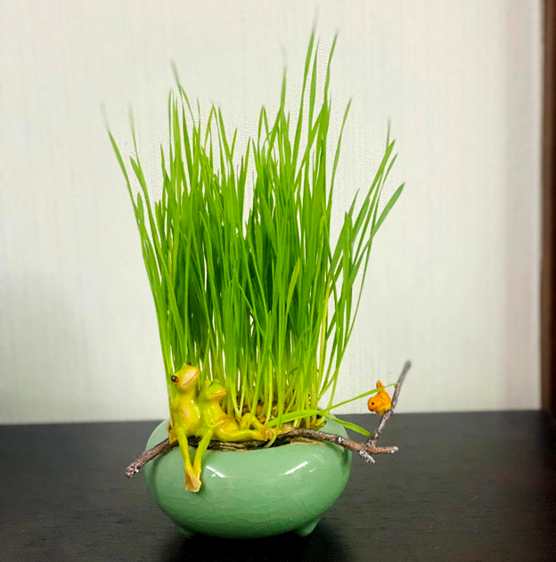 Khai giảng XANH: Thành quả Gieo hạt của các em học sinh trường Tiểu học CLC Tràng An 7 Khai giảng XANH: Thành quả Gieo hạt của các em học sinh trường Tiểu học CLC Tràng An 7