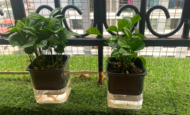 Khai giảng XANH: Thành quả Gieo hạt của các em học sinh trường Tiểu học CLC Tràng An 8 Khai giảng XANH: Thành quả Gieo hạt của các em học sinh trường Tiểu học CLC Tràng An 8