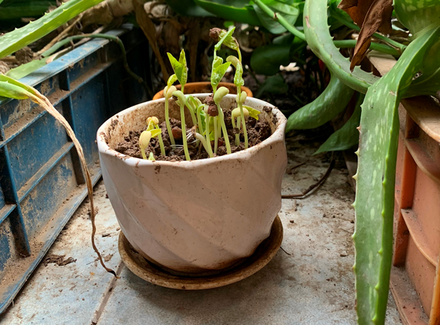 Khai giảng XANH: Thành quả Gieo hạt của các em học sinh trường Tiểu học CLC Tràng An 9 Khai giảng XANH: Thành quả Gieo hạt của các em học sinh trường Tiểu học CLC Tràng An 9