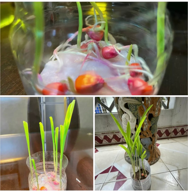 Khai giảng XANH: Thành quả Gieo hạt của các em học sinh trường Tiểu học CLC Tràng An 10 Khai giảng XANH: Thành quả Gieo hạt của các em học sinh trường Tiểu học CLC Tràng An 10