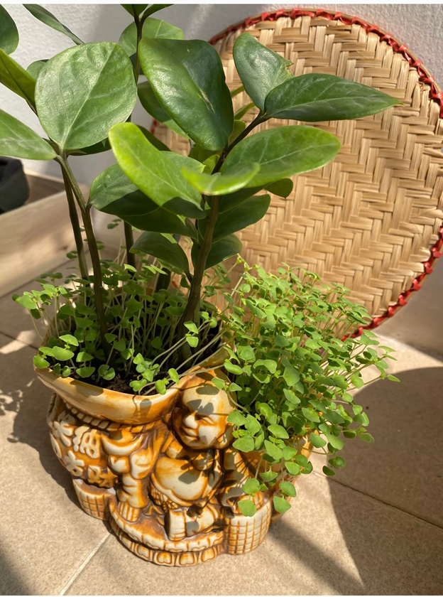 Khai giảng XANH: Thành quả Gieo hạt của các em học sinh trường Tiểu học CLC Tràng An 12 Khai giảng XANH: Thành quả Gieo hạt của các em học sinh trường Tiểu học CLC Tràng An 12