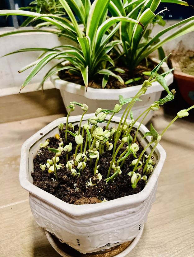 Khai giảng XANH: Thành quả Gieo hạt của các em học sinh trường Tiểu học CLC Tràng An 11 Khai giảng XANH: Thành quả Gieo hạt của các em học sinh trường Tiểu học CLC Tràng An 11