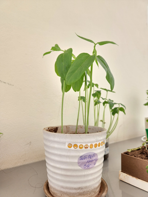 Khai giảng XANH: Thành quả Gieo hạt của các em học sinh trường Tiểu học CLC Tràng An 15 Khai giảng XANH: Thành quả Gieo hạt của các em học sinh trường Tiểu học CLC Tràng An 15