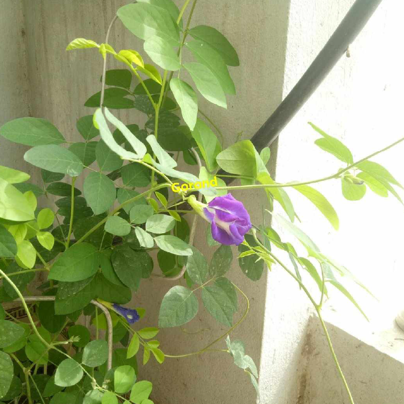 Lì xì Hạt giống 41