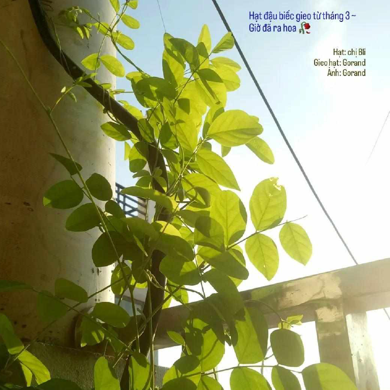 Lì xì Hạt giống 40