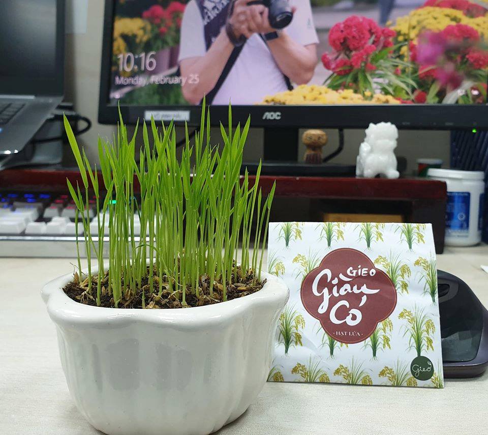 Phong bao hạt giống - Gieo giàu có - Hạt lúa 5 Phong bao hạt giống - Gieo giàu có - Hạt lúa - Hình ảnh 3