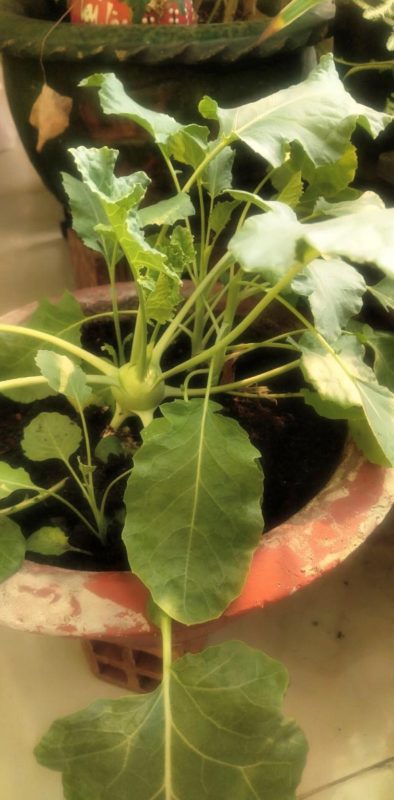 Lì xì Hạt giống 35