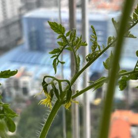 Quà tặng Hạt giống - Cá nhân hóa theo yêu cầu và ngân sách - chỉ từ 15,000 VNĐ 28 Quà tặng Hạt giống - Cá nhân hóa theo yêu cầu và ngân sách - chỉ từ 15,000 VNĐ 27