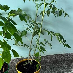 Quà tặng Hạt giống - Cá nhân hóa theo yêu cầu và ngân sách - chỉ từ 15,000 VNĐ 27 Quà tặng Hạt giống - Cá nhân hóa theo yêu cầu và ngân sách - chỉ từ 15,000 VNĐ 26
