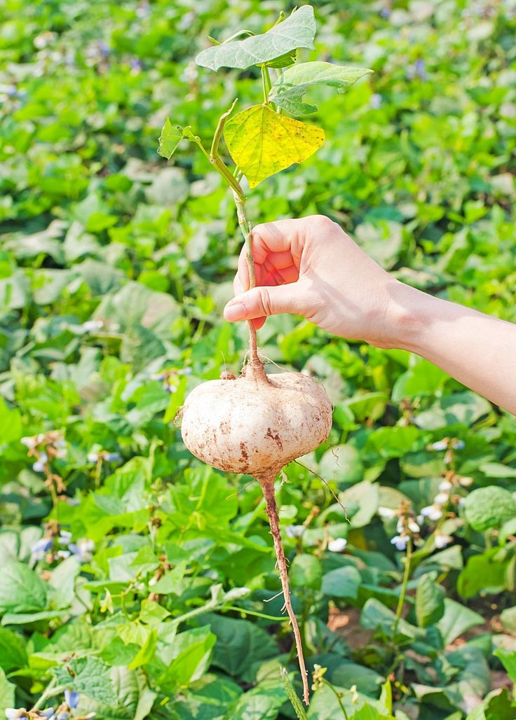 Quà tặng Hạt giống bất ngờ trong sản phẩm của Gieo là hạt gì? 5 Quà tặng Hạt giống bất ngờ trong sản phẩm của Gieo là hạt gì? 5