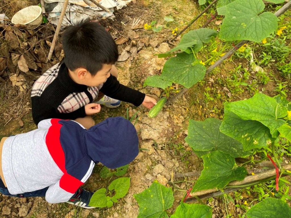 [Hà Nội] - Cùng cô trò Trường Marie Curie chia sẻ niềm vui thu hoạch từ Lì xì Hạt giống 7