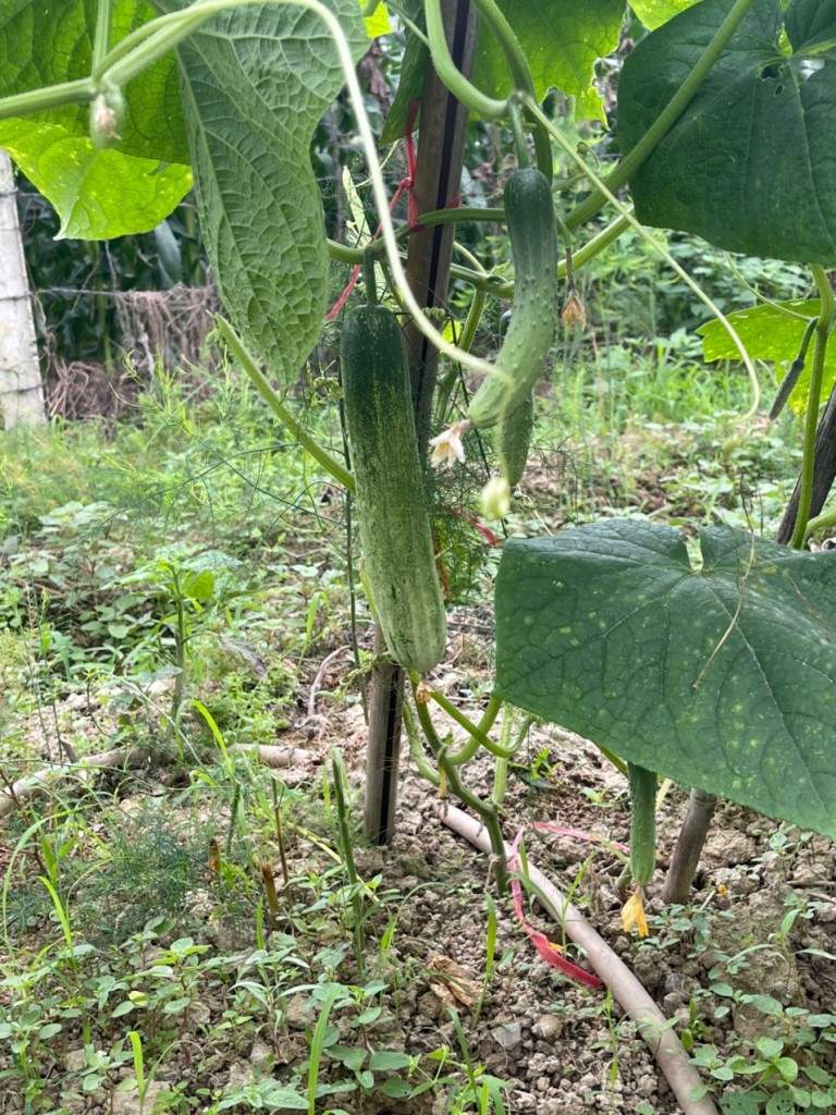 [Hà Nội] - Cùng cô trò Trường Marie Curie chia sẻ niềm vui thu hoạch từ Lì xì Hạt giống 4