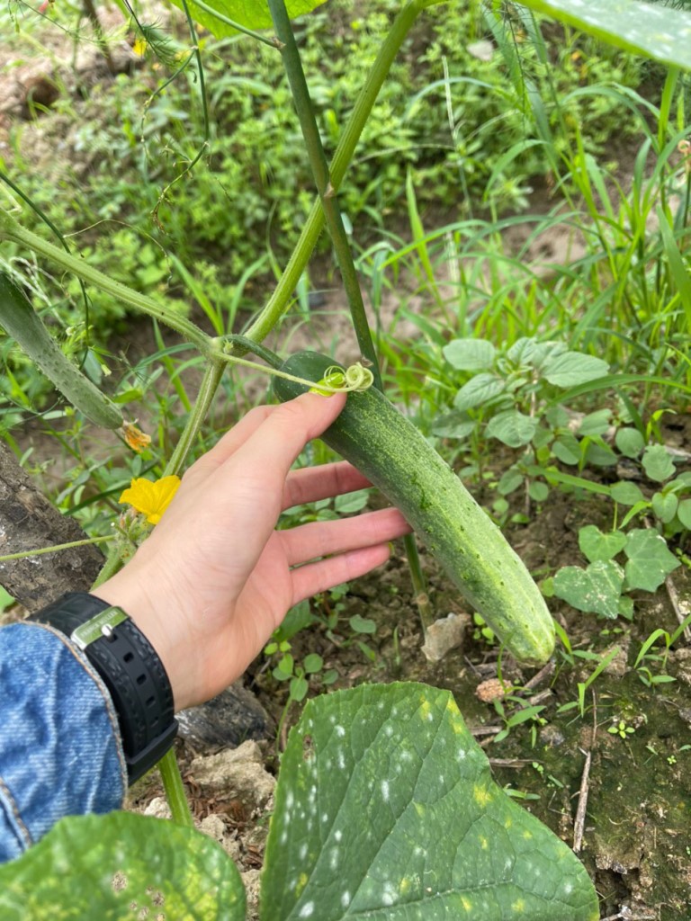 [Hà Nội] - Cùng cô trò Trường Marie Curie chia sẻ niềm vui thu hoạch từ Lì xì Hạt giống 5