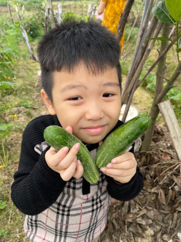 Lì xì Hạt giống 31