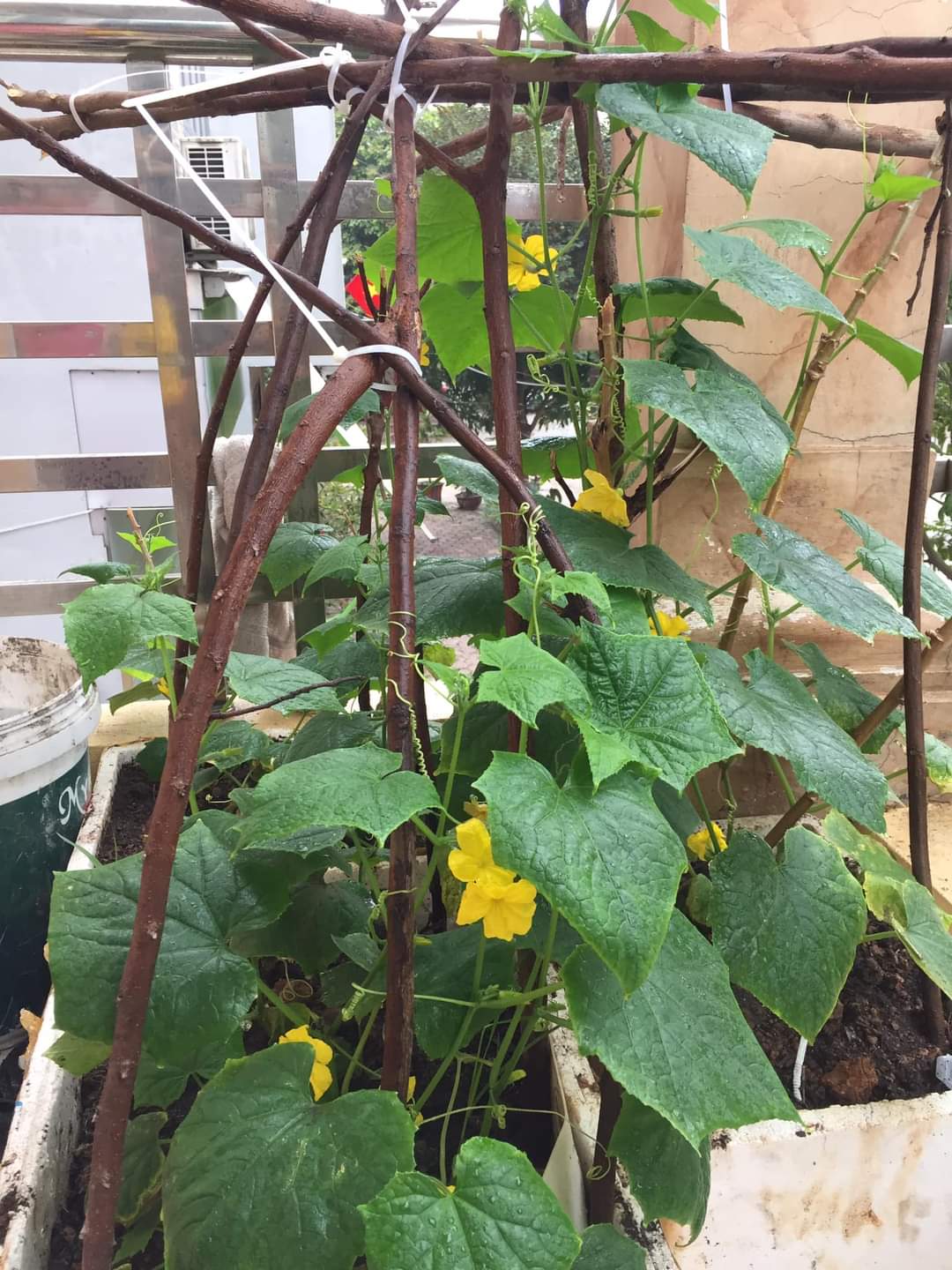 [Phú Thọ] - Xúc động với thành quả gieo hạt của các em nhỏ Trường mầm non Thanh Miếu 3