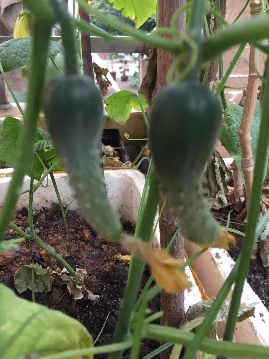 [Phú Thọ] - Xúc động với thành quả gieo hạt của các em nhỏ Trường mầm non Thanh Miếu 5