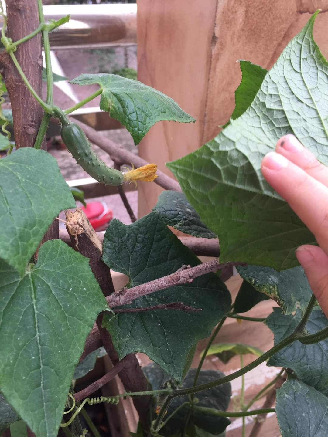 [Phú Thọ] - Xúc động với thành quả gieo hạt của các em nhỏ Trường mầm non Thanh Miếu 4