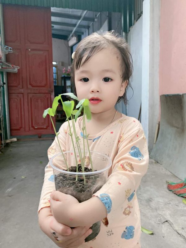 Lì xì Hạt giống 22