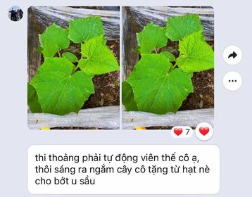 Cơn mưa lời khen cho sản phẩm quà tặng hạt giống của Gieo 27 Cơn mưa lời khen cho sản phẩm quà tặng hạt giống của Gieo 27